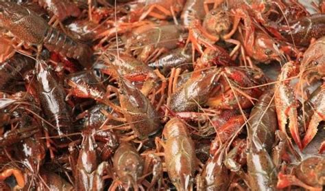Check udang kara lobster air tawar bertelur ada hasil ke. Cara Budidaya Lobster Air Tawar Agar Berhasil - Masandy.com