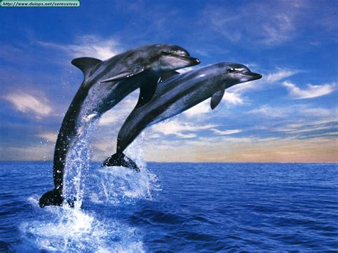 Dolphins Jumping Image Id 9591 Image Abyss