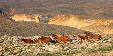 Wild Horse Herd Running In Canyon Fine Art Photo Print Photos By