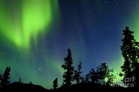 Northern Lights Aurora Borealis Swirls Yukon Taiga Photograph By