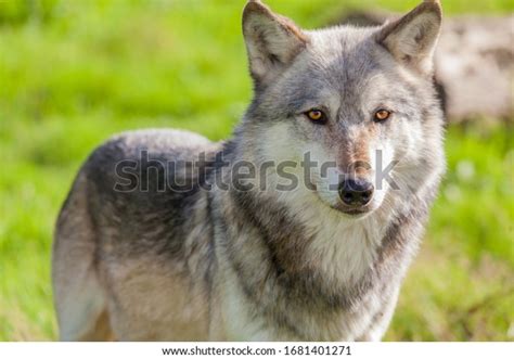 North American Gray Wolf Canis Lupus Stock Photo 1681401271 Shutterstock