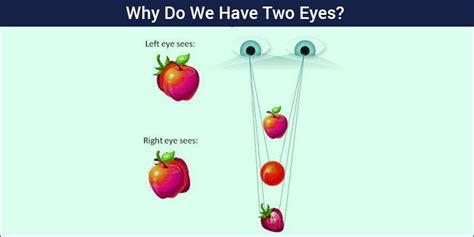 Human Eye Structure Facts Diagram