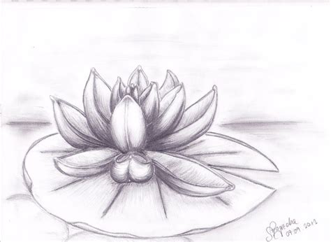 Step By Step Water Lily Flower Drawing Flowers Is Beautifull