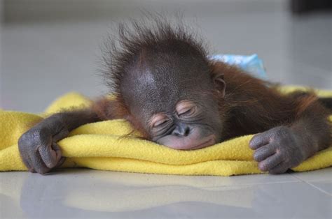 Orangutan Baby Photo By Wiwik Astutik — National Geographic Your Shot