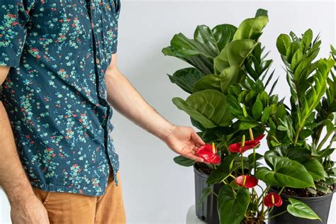 How To Grow And Care For Your Flamingo Flower Plant Lively Root