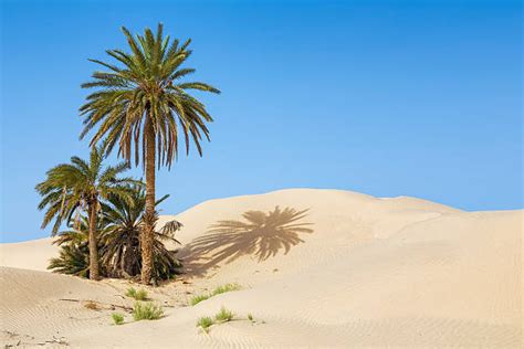 Royalty Free Desert Oasis Pictures Images And Stock Photos Istock