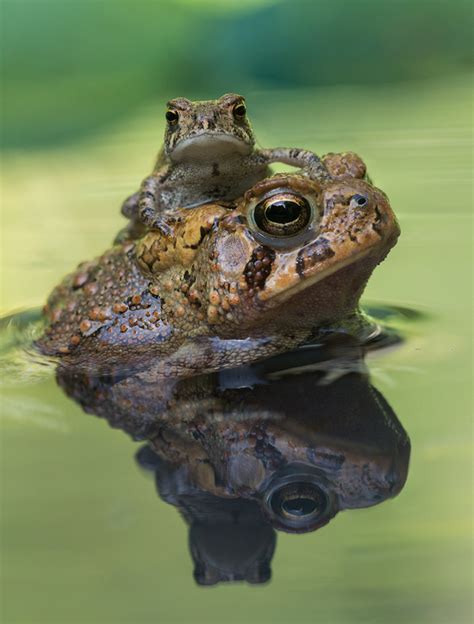 American Toads Anaxyrus Americanus Patrick Zephyr Photography