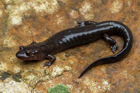Ouachita Dusky Salamander In December By Evangrimes Massive Adult