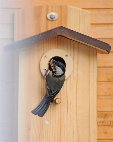 Swallow Nesting Box Decoration Outdoor Garden Birdhouse Etsy
