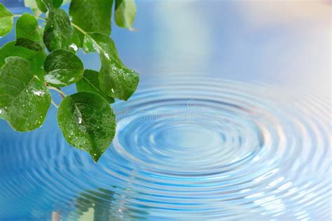 Radiating Ripples On A Green Pond Stock Photo Image Of Shallow Fresh