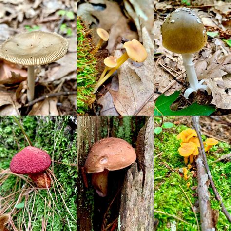 Mushroom Identification Walk Visit Portland