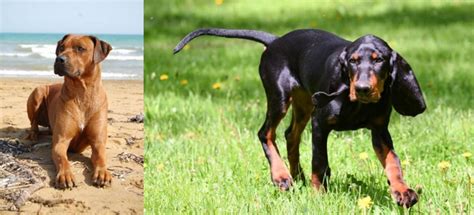 Rhodesian Ridgeback Vs Black And Tan Coonhound Breed Comparison