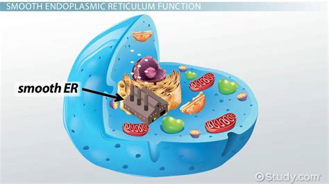 Within the cell, the endoplasmic reticulum plays various functions that range from protein synthesis and transport to the metabolism of carbohydrates. Smooth Endoplasmic Reticulum: Definition, Functions ...