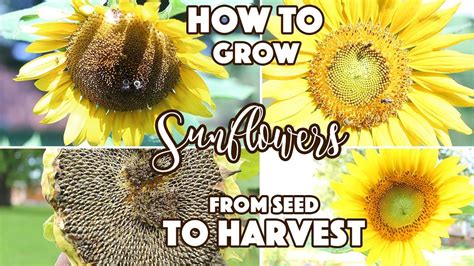 How To Grow Sunflowers From Seed To Harvest Monday