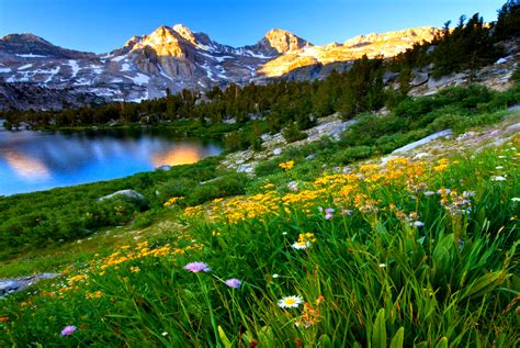 Daisies On Mountainside In Spring Hd Wallpaper Background Image