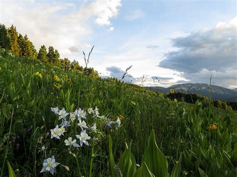 Hd Wallpaper Crested Butte Columbines Wildflowers Mountains Plant