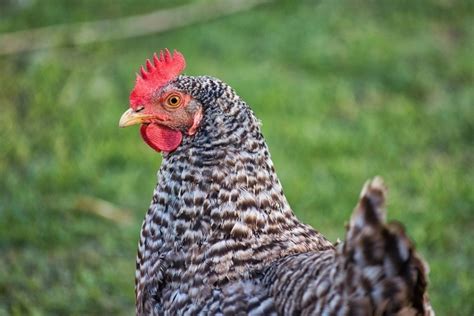 Barred Rock Chicken Eggs