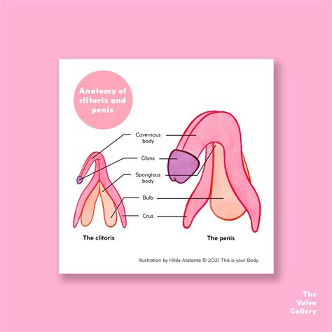 The Clitoris And Penis Anatomy Educational Art Print The Vulva Gallery