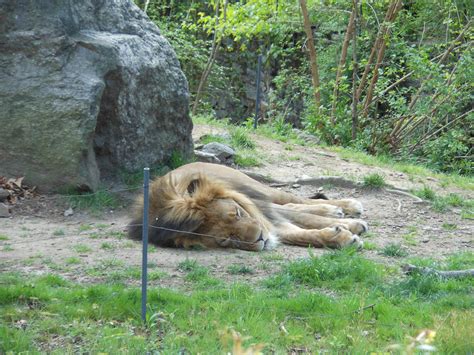 Bronx Zoo African Plains Male Lion Resting Zoochat