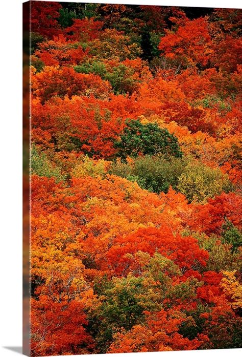 Autumn Foliage Cape Breton Highlands National Park Nova Scotia