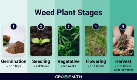 Weed Plants Stages