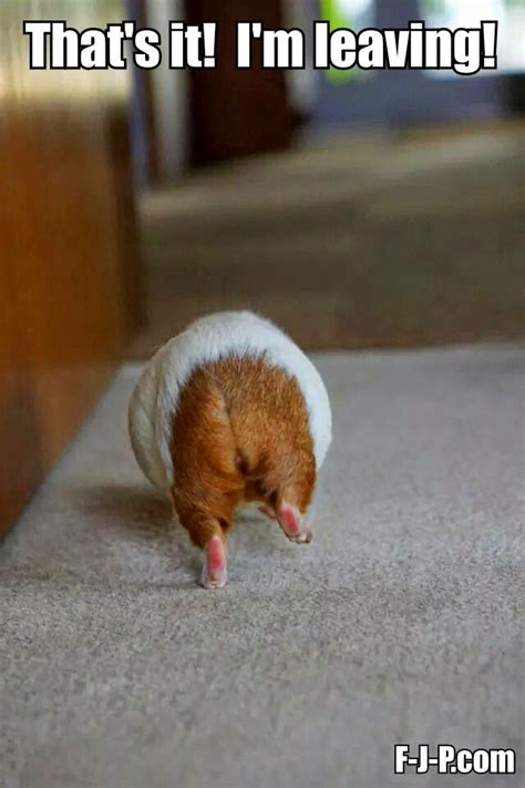 Hamster Leaving Meme ~ Funny Joke Pictures