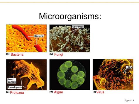 Ppt The Microbial World And You Chapter 1 Powerpoint Presentation