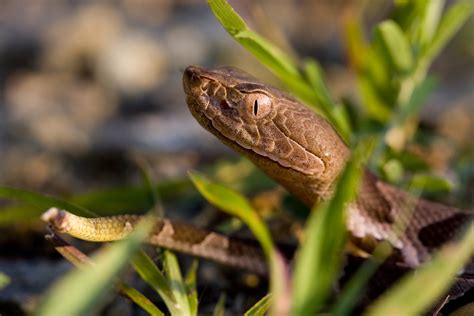 How To Identify A Baby Copperhead Snake 21 Pictures