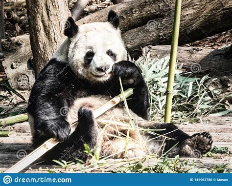 Giant Panda Bear Eating Bamboo Stock Photo Image Of East Culture