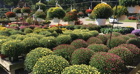 Mums And Fall Decor Whiteford Greenhouse Open Daily 4554