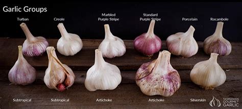 10‌ ‌types‌ ‌of‌ ‌garlic‌ ‌every‌ ‌gardener‌ ‌needs‌ ‌to‌ ‌know‌
