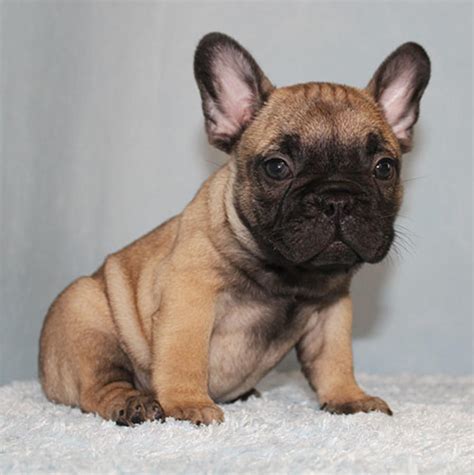 French bulldog information, how long do they live, height and weight, do they shed, personality litter size. akc blue/choco/tan carrier french bulldog puppy girl ...