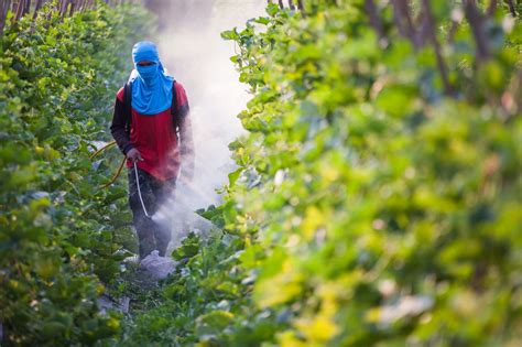The Developing World Is Awash In Pesticides There May Be A Better Way Vox