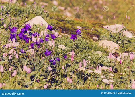 Beautiful Purple Flowers In A Mountain Area Stock Image Image Of