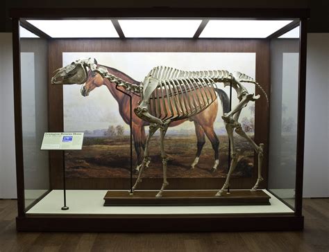 Smithsonian Insider – Lexington Racehorse, 1878 | Smithsonian Insider