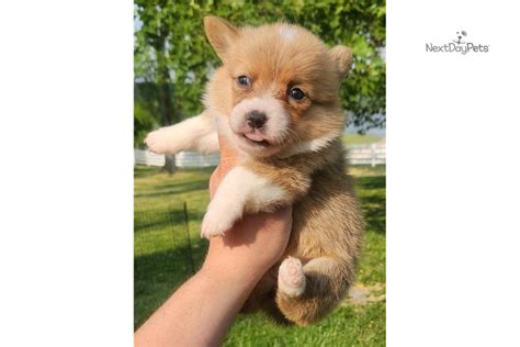 Margaret Corgi Pembroke Welsh Puppy For Sale Near Indianapolis