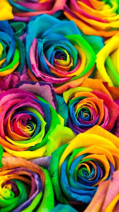 Uploaded By Mema Find Images And Videos About Flowers Colors And Rose