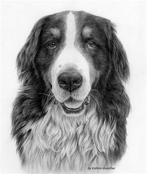 Bernese Mountain Dog Drawing In Graphite By Kathrin Guenther