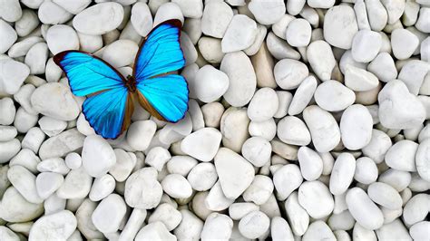 Blue Butterfly On White Pebble Stones Hd Birds Wallpapers