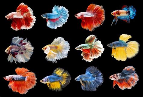 7 Corak Dan Warna Ikan Betta Paling Unik Di Dunia Iluminasi
