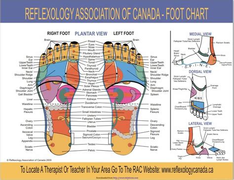 32 Free Foot Reflexology Charts Templatehub