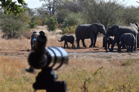 The Senalala Safari Experience Kruger National Park South Africa