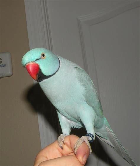 Beautiful Indian Ringneck Parrot Birds For Sale Price