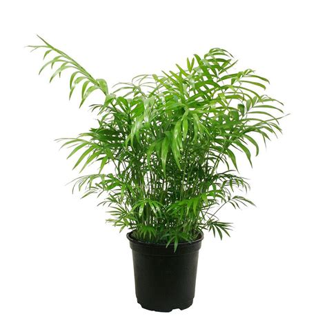 If a covered product fails or breaks down during normal use, we'll either repair or replace it, or reimburse. Delray Plants Neanthebella Palm in 6 in. Pot-6NEAN - The ...
