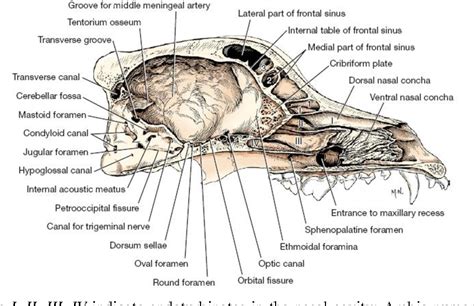 Dog Nasal Cavity Anatomy Anatomy Structure