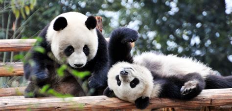 Are The Olympics Coming To Chinas Panda Capital Chengdu