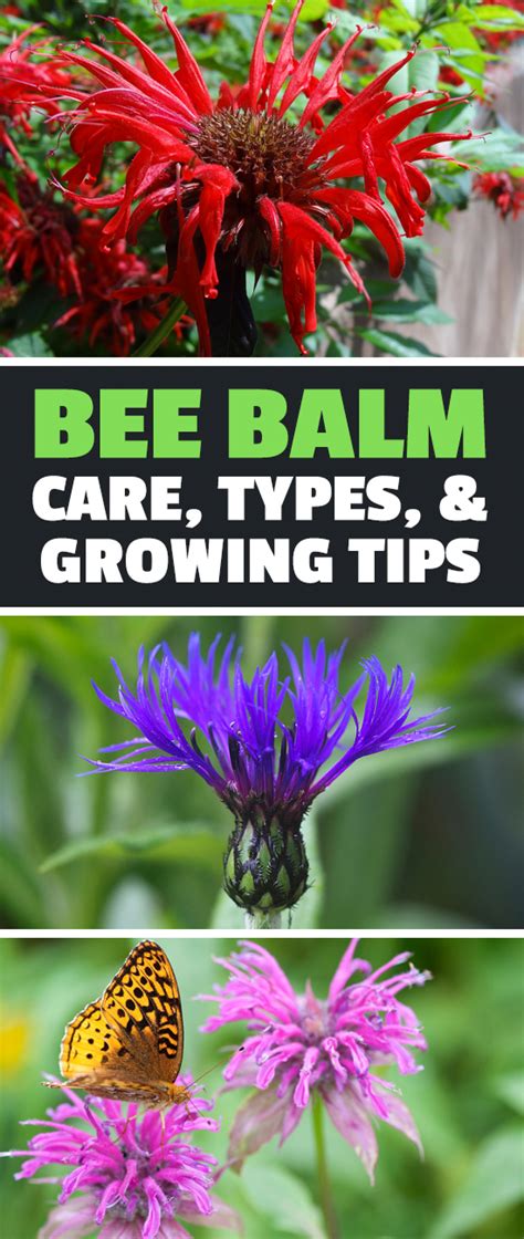 Bee balm flowers attract hummingbirds and butterflies. Bee Balm: How To Grow And Care For Monarda