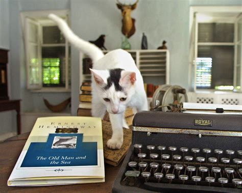 Official home site for dominique lefort and his incredible trained house cats, oscar and cossette, sharky, sara, chopin, george and mandarine. Hemingway cats must be regulated at Key West museum ...