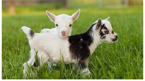 What Are Baby Goats Called Baby Goat Facts And Pictures