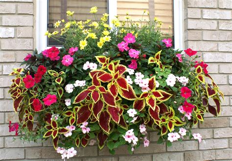 Window Boxes With Coleus Gardening Innovations Pinterest Planters